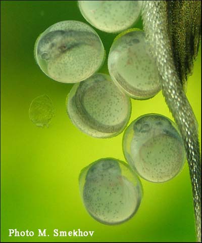 Sturisoma panamense